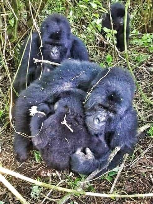 Braconnage des gorilles au PNVi