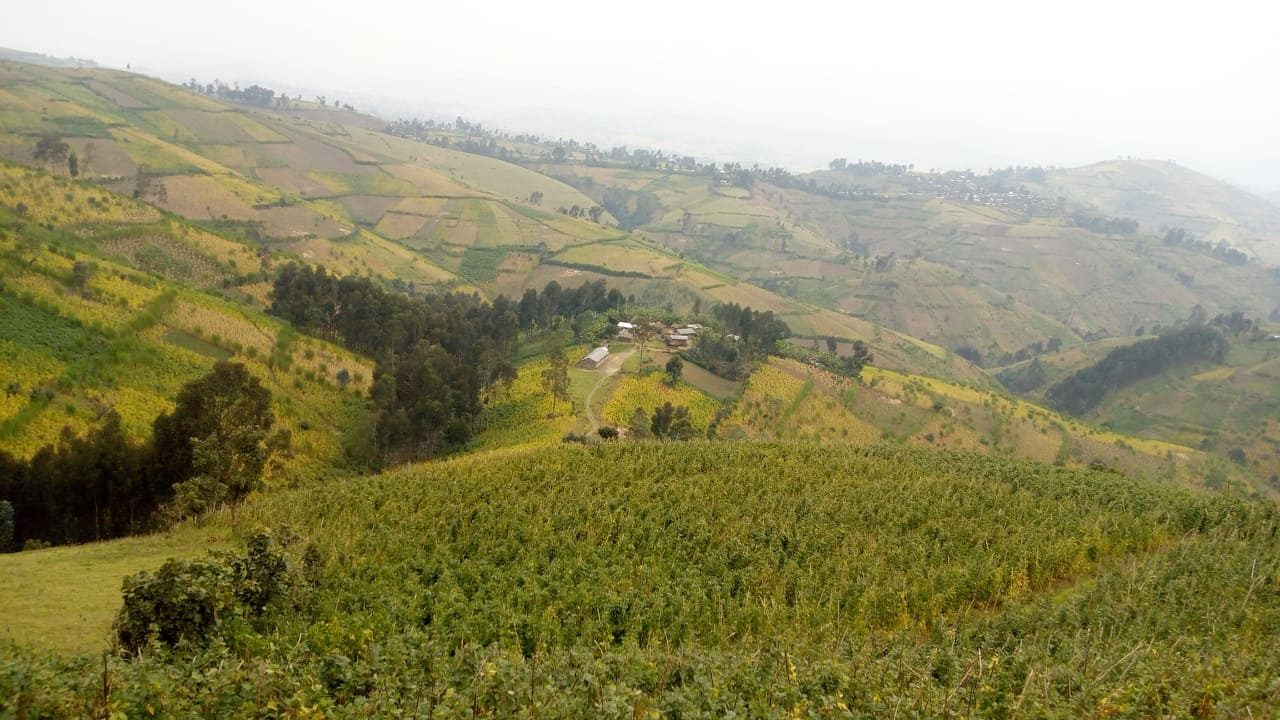 masisi-1875372