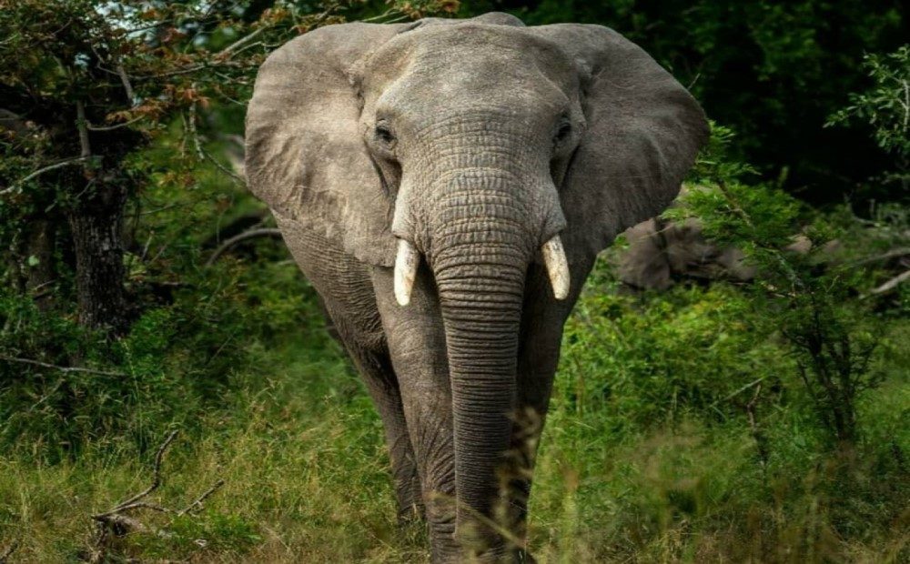elephant-1318202